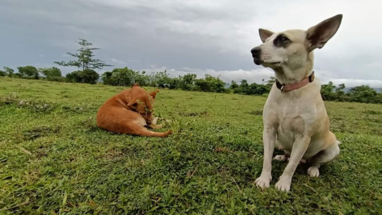 ‘Hero Dog’, sinagip sa bingit ng panganib ang Amo sa Camarines Sur