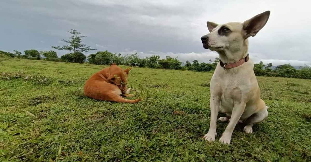 'Hero Dog', sinagip sa bingit ng panganib ang Amo sa Camarines Sur