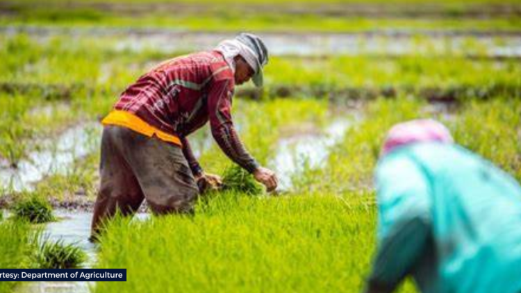 Pinsala ng tag-tuyot sa sektor ng agrikultura sa Albay at Masbate, umabot na sa P171M