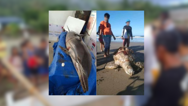 Bottlenose dolphin at Green sea turtle, napadpad sa baybayin ng Camarines Sur