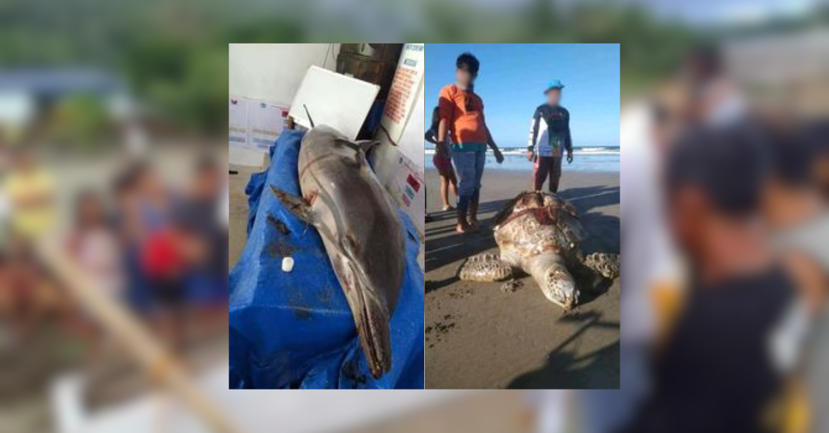 Bottlenose dolphin at Green sea turtle, napadpad sa baybayin ng Camarines Sur